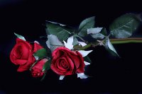 Букет цветов искусственных Роза