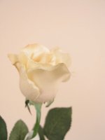 Цветок искусственный Роза Celia