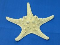 Морская звезда натуральная