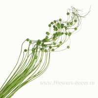 Ветки декоративные с шариками (ива)