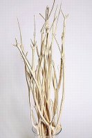 Ветки декоративные (mitsumata)