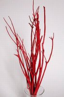 Ветки декоративные (mitsumata)