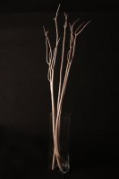 Ветки декоративные (mitsumata)