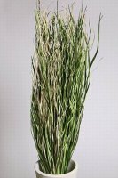Ветки декоративные микс (snake grass)