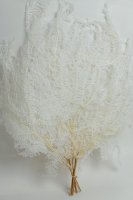 Набор сухоцветов Папоротник