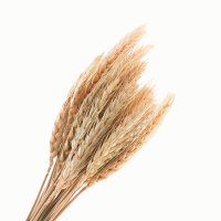 Набор колосков пшеницы
