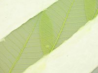 Бумага Малбери листья